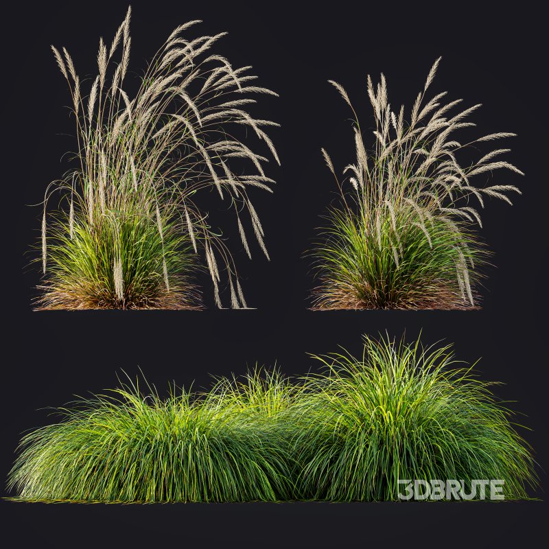 AV Calamagrostis Acutiflora Karl Foerster and Carex Elata Aurea Grasses Image 7