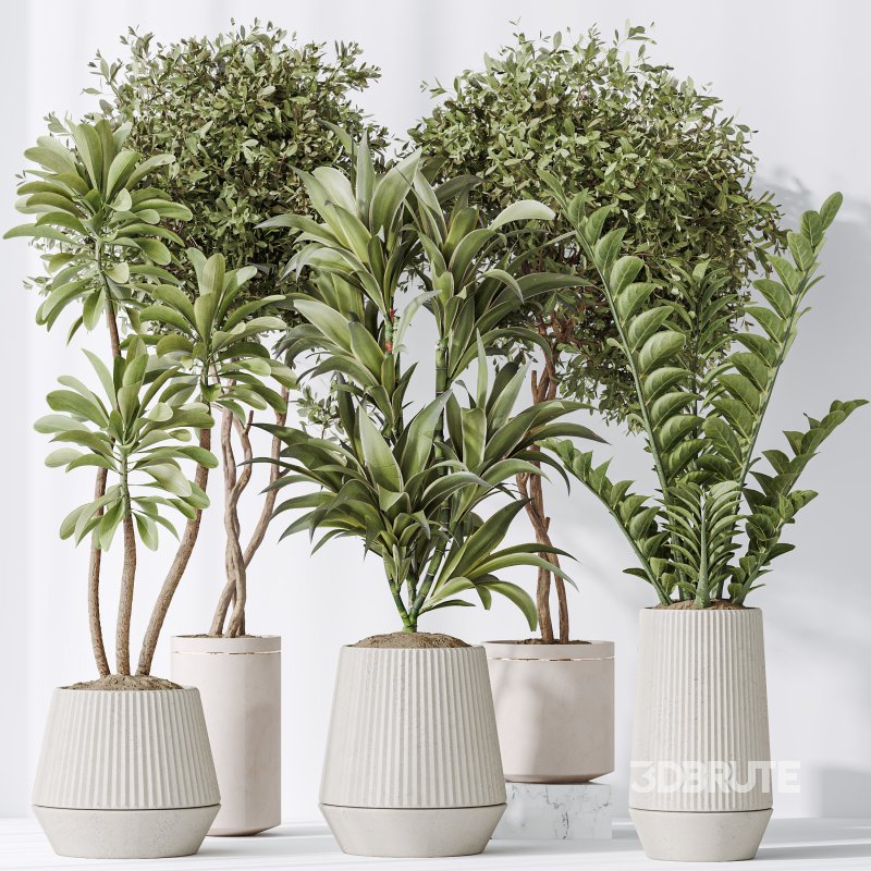 AV Indoor plants set 184 Olive Artificial Olea Tree and Zamiifolia Araceae and Lemon Lime Cane Dragon and Euphorbia Drupifera Image 7
