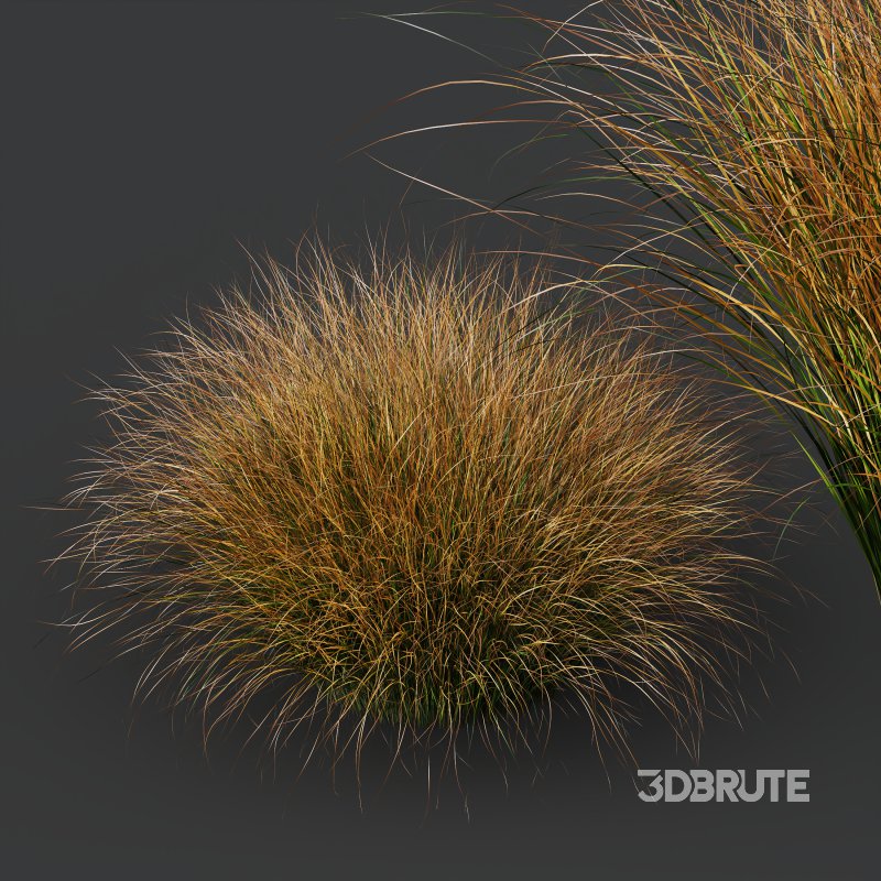 AV Carex Testacea Orange Sedge Grass Prairie Fire Image 5