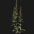 Rumex crispus – curled dock - Thumbnail 5