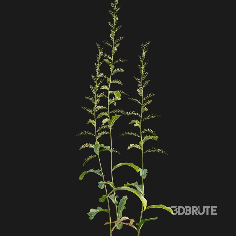 Rumex crispus – curled dock Image 5