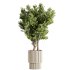 Indoor plants-Pot and tree set168 - Thumbnail 5