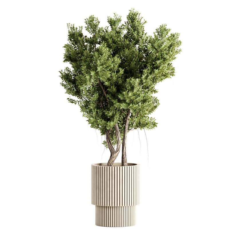 Indoor plants-Pot and tree set168 Image 5