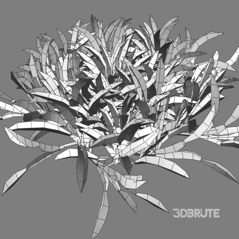 Axonopus compressus_old Image 6