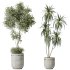 AV Indoor plants set 187 Mission Kalamata Arbequina Olive and Lemon Lime Cane Dragon and Ficus Microcarpa Moclame - Thumbnail 2