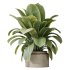 AV Indoor plants set 191 Mandarin Citrus Fruit Orange and Mission Arbequina Olive and Ficus Elastica Robusta and Ficus Cyathistipula African Fig - Thumbnail 3