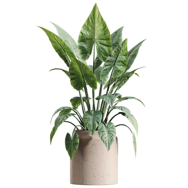 AV Indoor plants set 181 Alocasia Elefantenohr Wentii and Briful Pachira Aquatica Grand Artificiel and Olive Elegant Mission Image 7