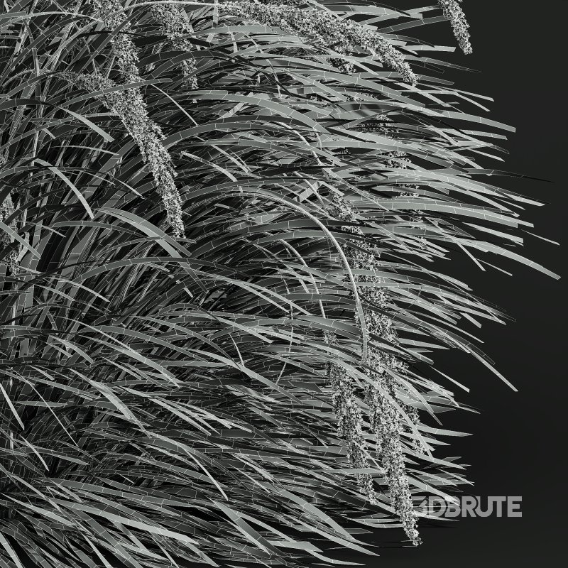 AV Calamagrostis Acutiflora Karl Foerster and Carex Elata Aurea Grasses Image 8