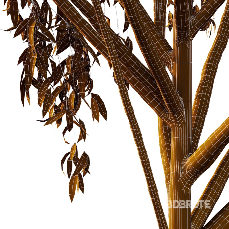 Eucalyptus Robusta Trees 07 Image 2