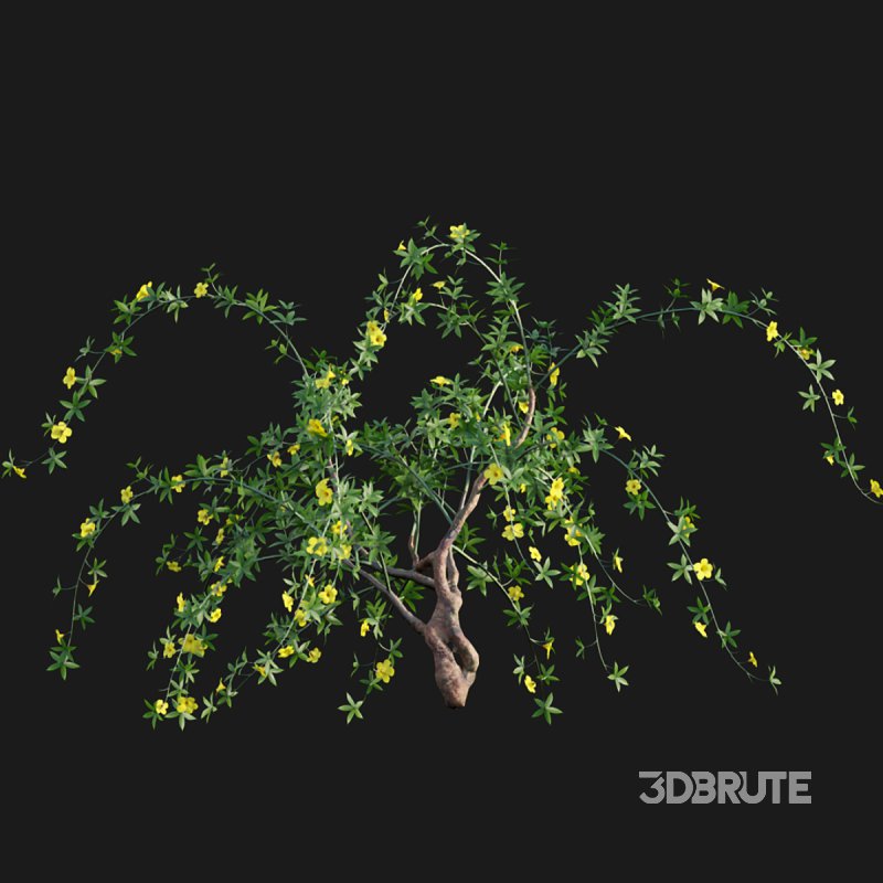 Allamanda cathartica – Golden Trumpet 02 Image 4