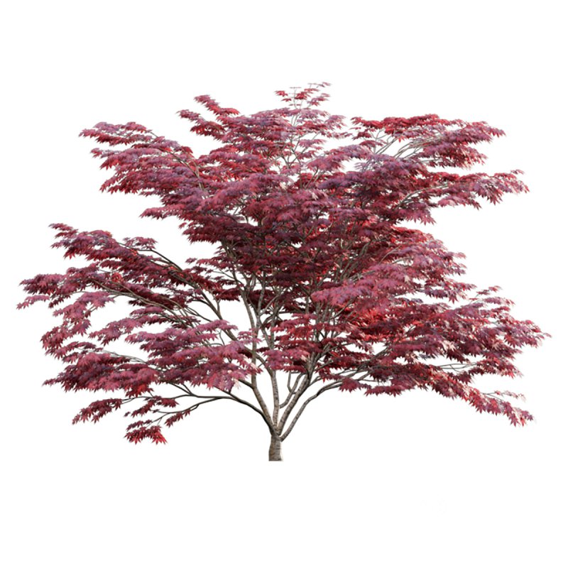 Japanese maple – Acer palmatum 01 Image 4