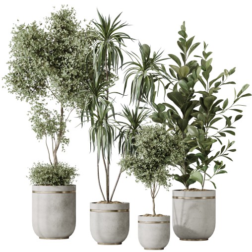 AV Indoor plants set 187 Mission Kalamata Arbequina Olive and Lemon Lime Cane Dragon and Ficus Microcarpa Moclame