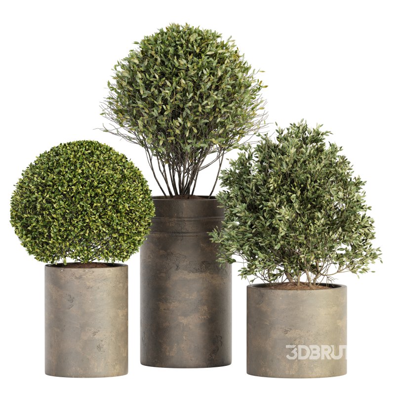 Outdoor Plant Set 015 Image 1