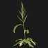 Rumex crispus – curled dock - Thumbnail 2