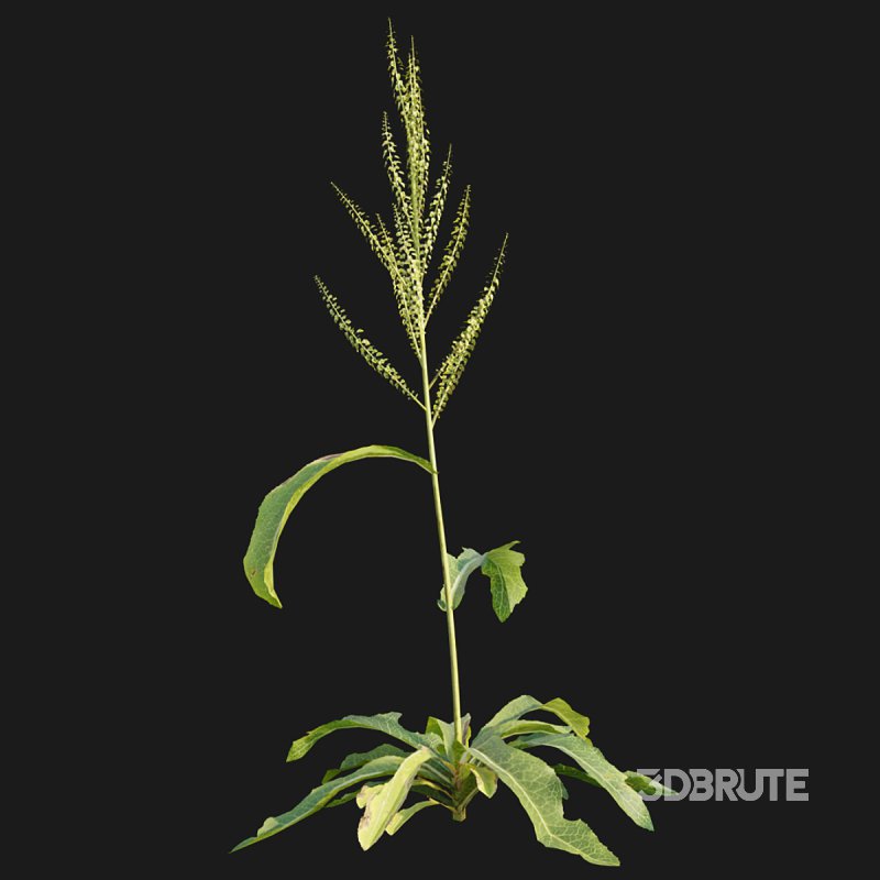 Rumex crispus – curled dock Image 2