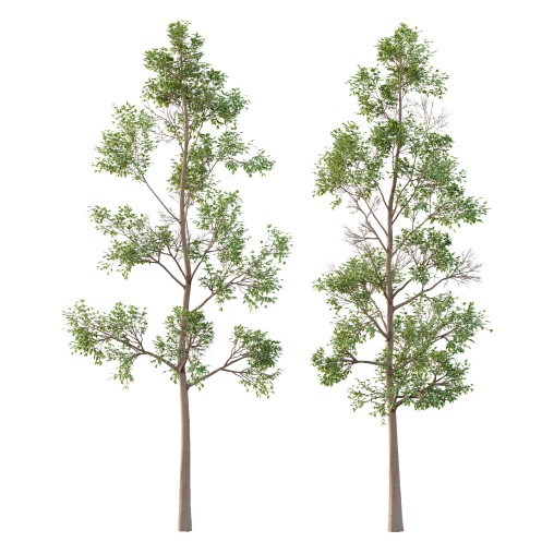 Eucalyptus Robusta Trees 04