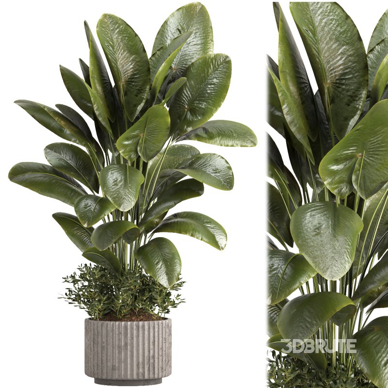 Indoor plant 06 Image 1