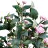 Camellia japonica – Japanese camellia 01 - Thumbnail 5
