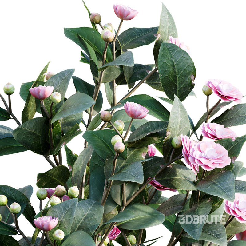 Camellia japonica – Japanese camellia 01 Image 5