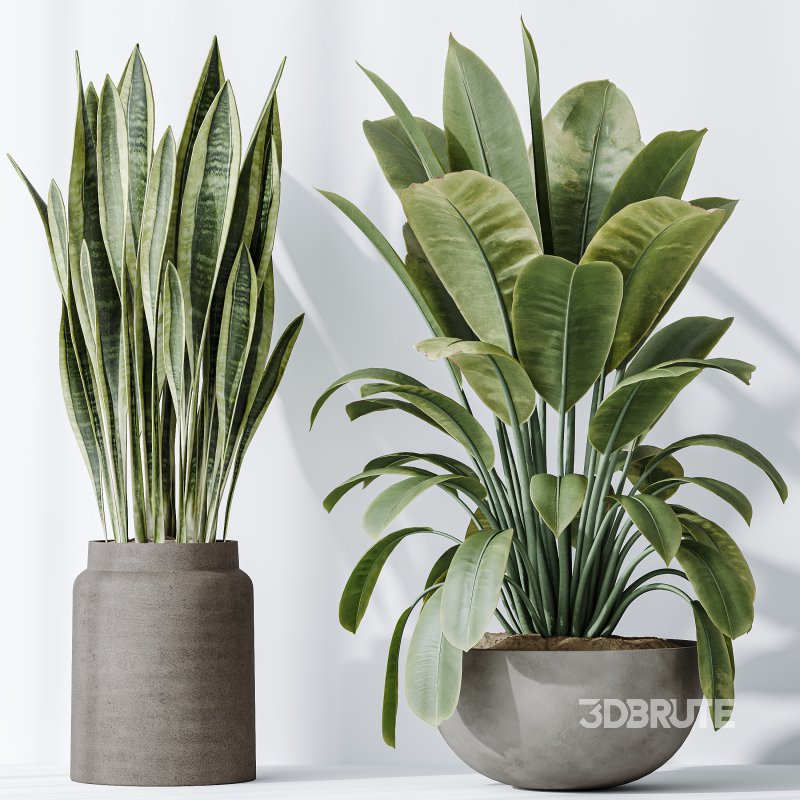 AV Indoor plants set 182 Areca Majesty Palm and Ficus Elastica Robusta and Olive Elegant Mission and Green Sansevieria Image 6
