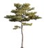 Pinus tabuliformis - Thumbnail 3
