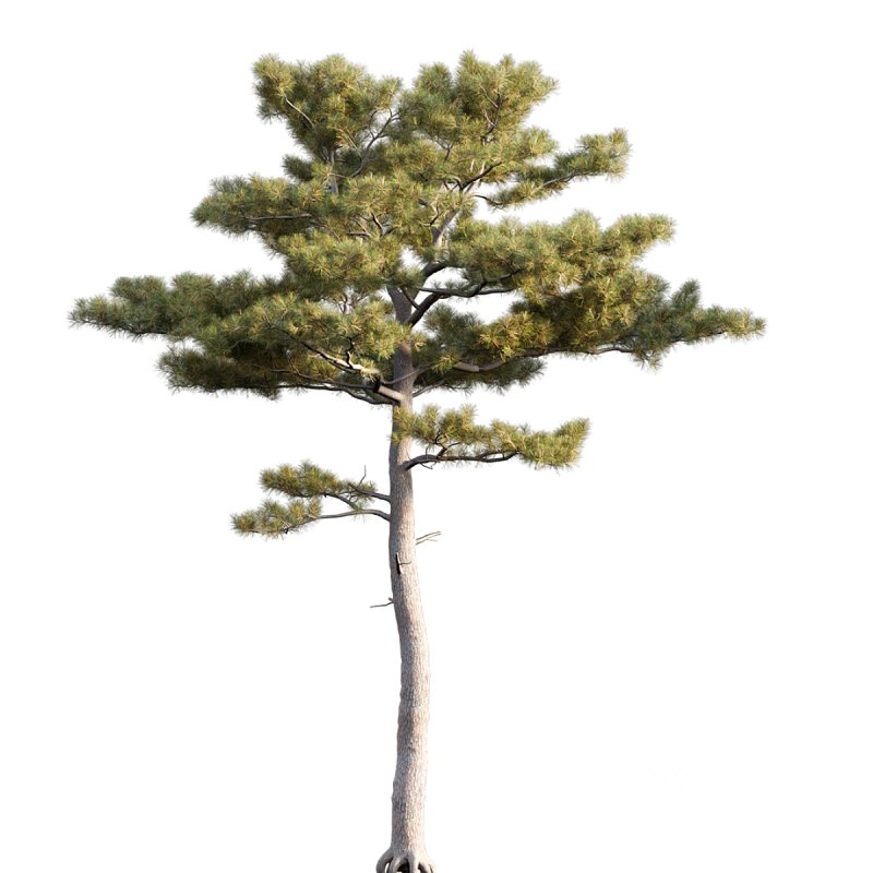 Pinus tabuliformis Image 3