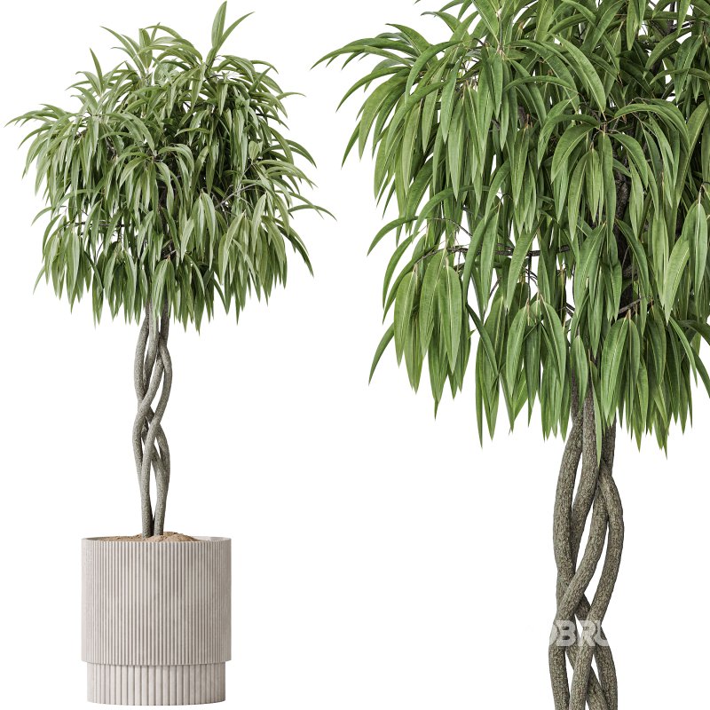 AV Indoor plants set 190 Mandarin Citrus Fruit Lemon and Ficus Binnendijkii and Lemon Lime Cane Dragon and Bird Of ParadiseBird Image 3