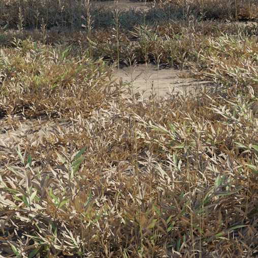 Chrysopogon aciculatus – dry 02
