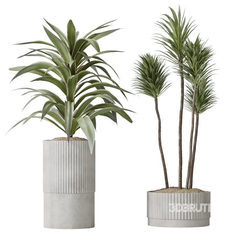 AV Indoor plants set 183 Areca Majesty Palm and ParadiseBird and Lemon Lime Cane Dragon and Olive Artificial and Aloifolia Rostrata Palm Image 3