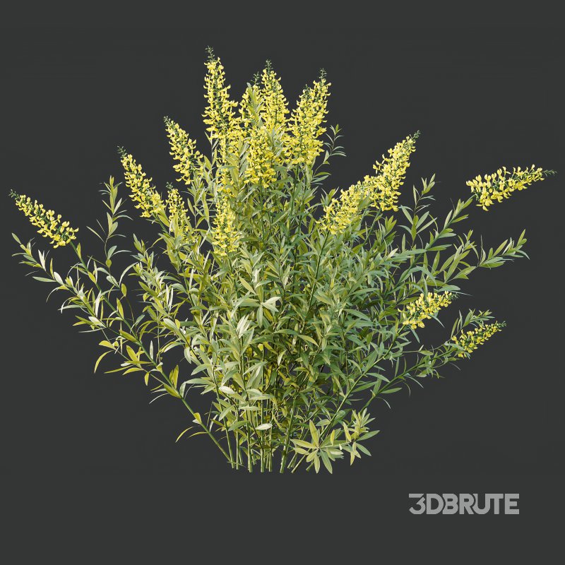 AV 7 different bush Linaria Vulgaris Yellow Toadflax and Gypsophila Paniculata Snowflake Breath Image 6