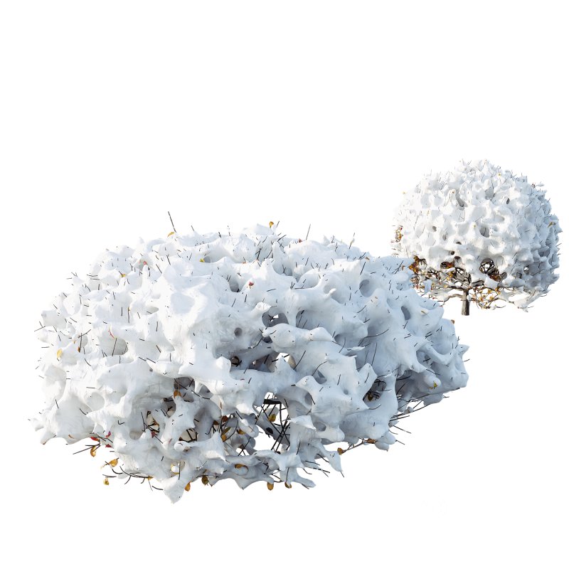 AV Plants Ligustrum Quihoui Privet Pruned Sphere Winter Snow Image 2