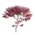 Japanese maple – Acer palmatum 01 - Thumbnail 6
