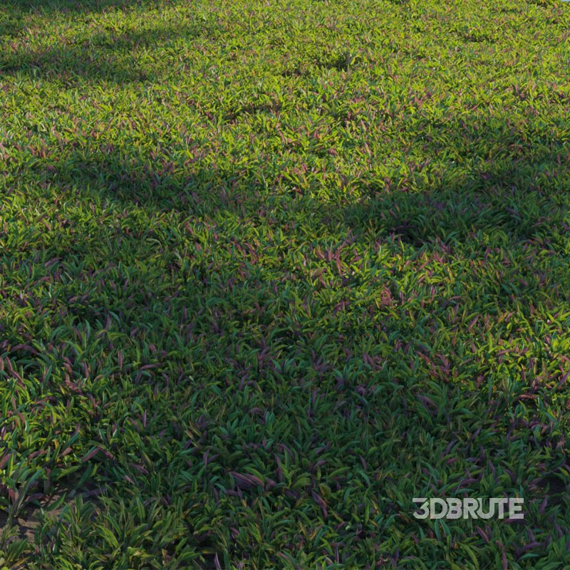 Axonopus Compressus Set 03 Image 2