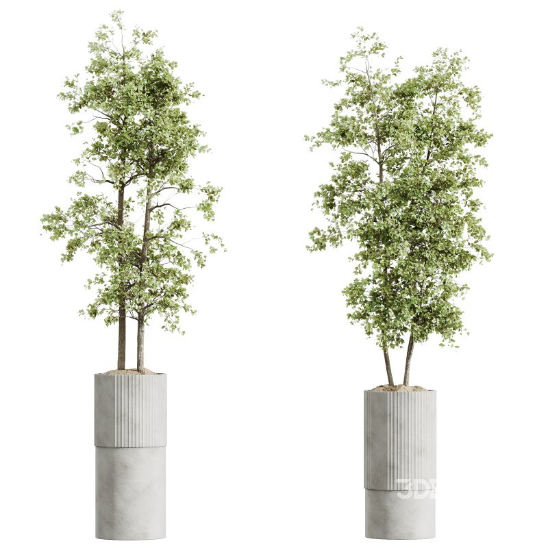 AV Indoor plants set 177 Ravenala Banana Strelitzia and Mission Arbequina Wilsonii Chemlali Olive Image 2