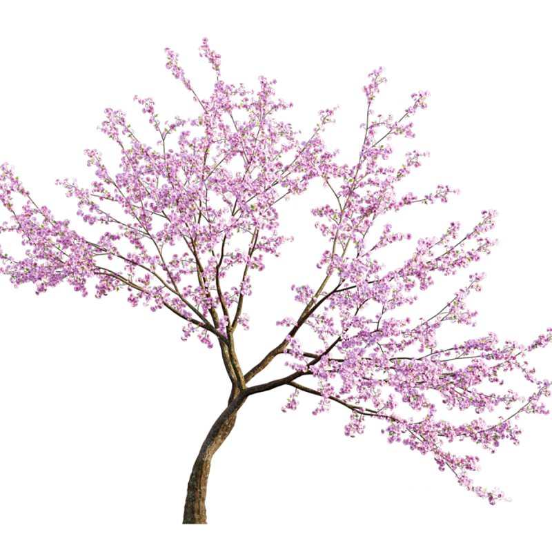 Prunus persica – Peach trees – Nectarine trees Image 3