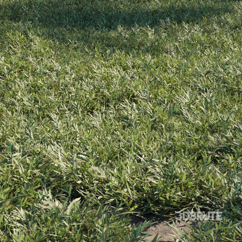 Chrysopogon aciculatus 03 Image 1