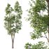 Eucalyptus Robusta Trees 05 - Thumbnail 2