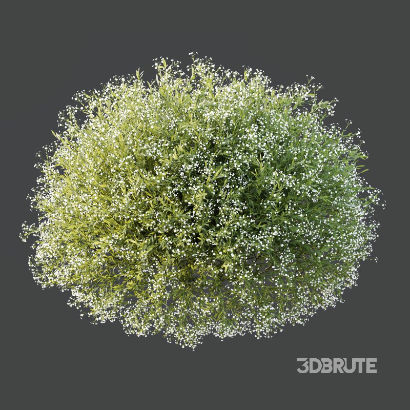 AV 7 different bush Linaria Vulgaris Yellow Toadflax and Gypsophila Paniculata Snowflake Breath Image 5