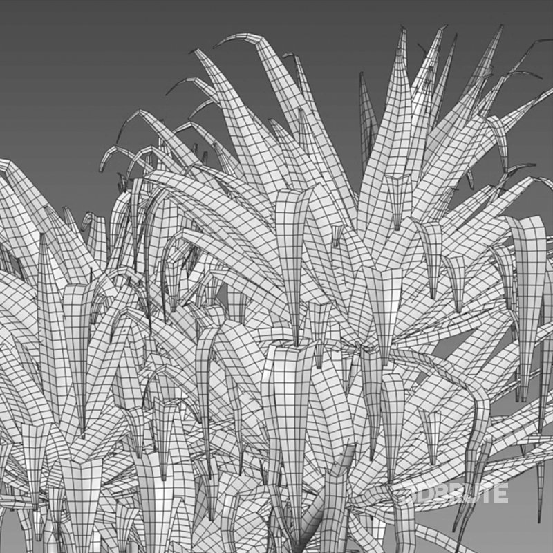 Pandanus baptistii – Variegated Dwarf Pandanus 02 Image 6