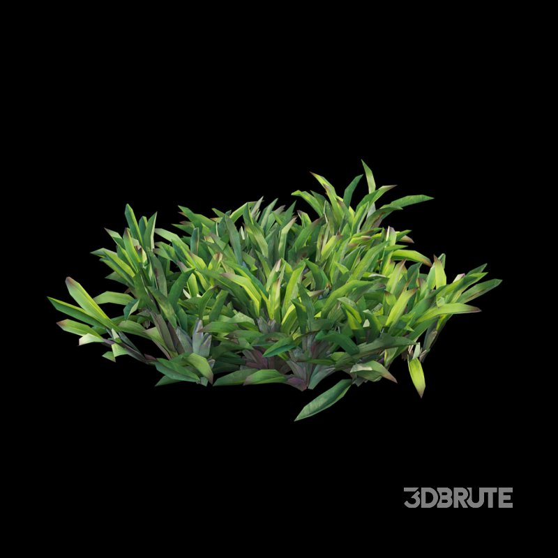 Axonopus Compressus Set 01 Image 3