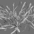 Cynodon dactylon – cut 01 - Thumbnail 8