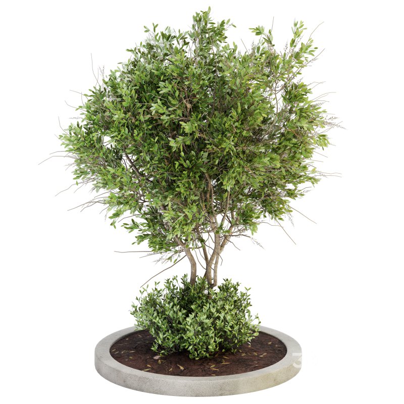 Outdoor Plant Set 011 Image 1