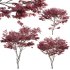 Japanese maple – Acer palmatum 01 - Thumbnail 1
