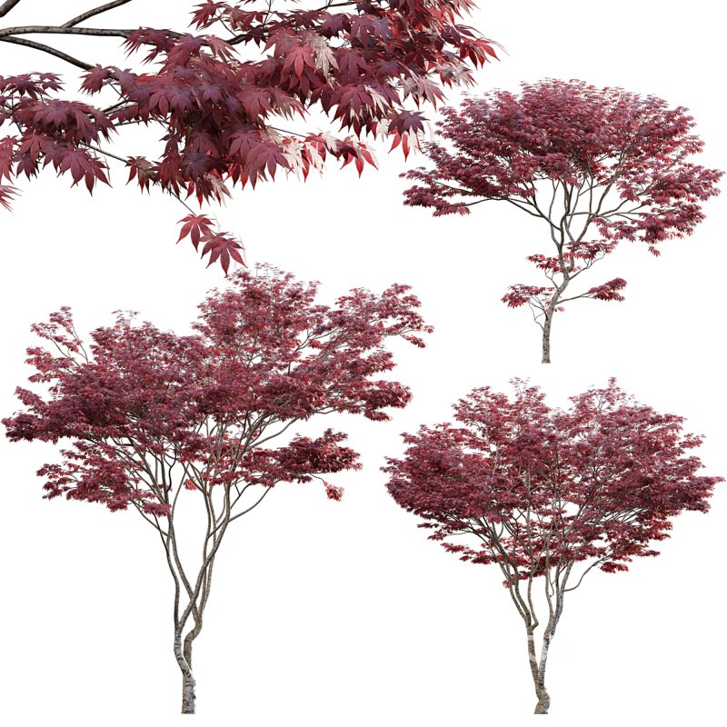 Japanese maple – Acer palmatum 01 Image 1