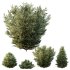 AV 9 different Montra Olive Bush - Thumbnail 4