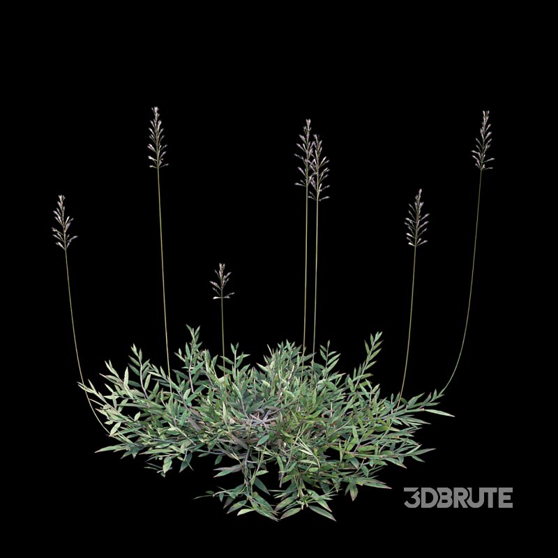 Chrysopogon aciculatus 02 Image 6