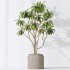 AV Indoor plants set 191 Mandarin Citrus Fruit Orange and Mission Arbequina Olive and Ficus Elastica Robusta and Ficus Cyathistipula African Fig - Thumbnail 5