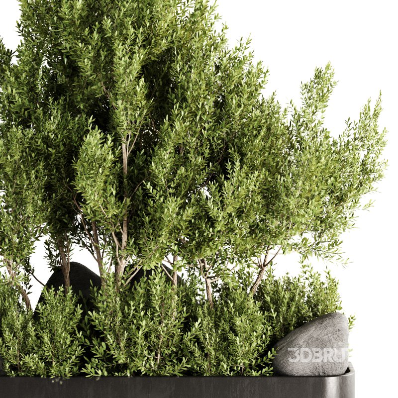 Indoor plants-Pot and tree set168 Image 5