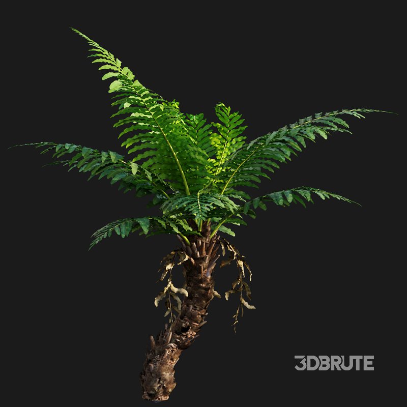 Silver Lady Fern – Blechnum gibbum Image 2