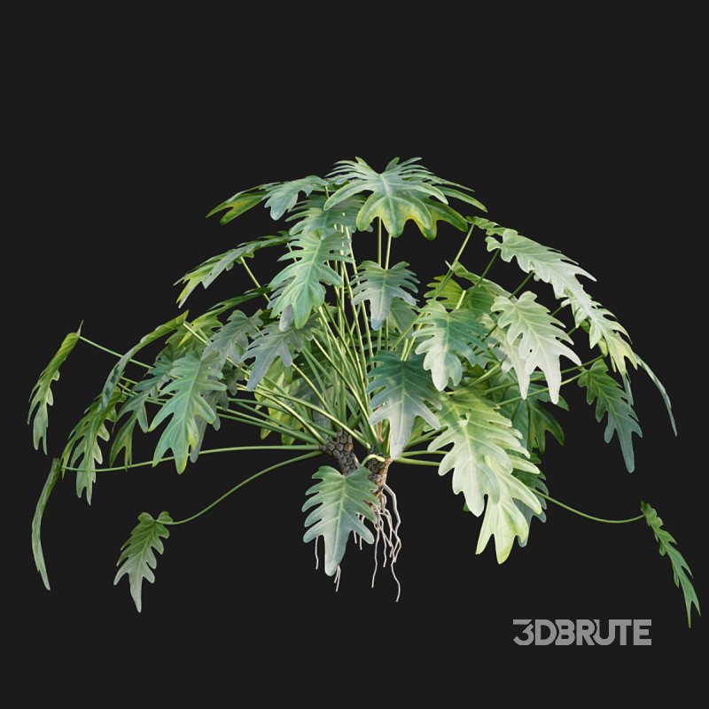 Philodendron xanadu Image 2